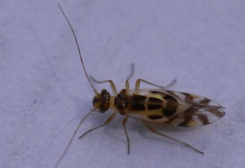 Graphopsocus cruciatus